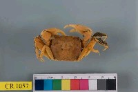 藏品(德氏仿厚蟹)的圖片